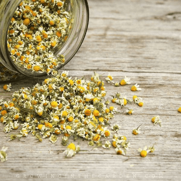 Chamomile Extract icon